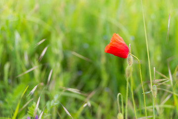 Poppy flowers. Red poppy among other wild flowers.