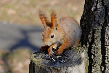 Naklejka na ściany i meble Manual squirrel gnaws seeds on the stump. Red squirrel in spring