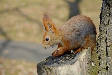 Manual squirrel gnaws seeds on the stump. Red squirrel in spring