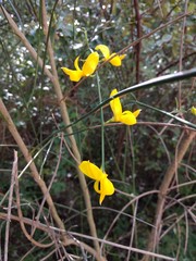 Flores en primer plano