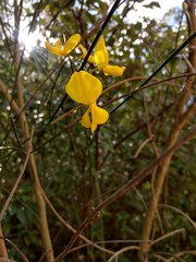 Flores en primer plano
