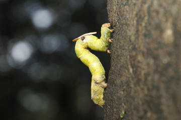 yellow worm on a tree