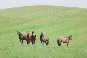 horse herd in green field in summer