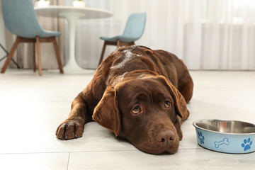 Cute friendly dog lying near feeding bowl on floor in room