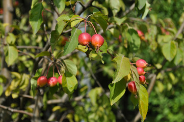 Branch of red ripe rose hips on a green bush on a sunny day