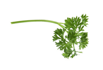 Fresh green organic parsley on white background