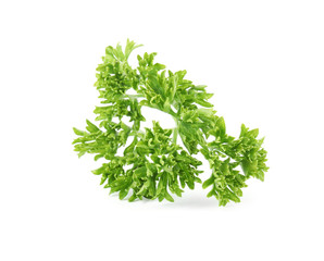 Fresh green organic parsley on white background