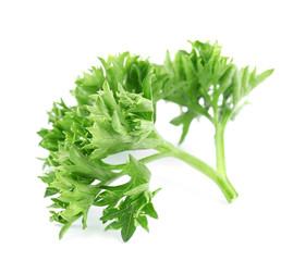 Fresh green organic parsley on white background