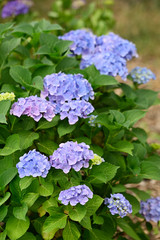 Blue flower hydrangea and green leaves.