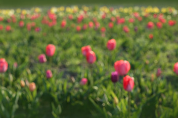 Blurred view of field with fresh beautiful spring flowers on sunny day