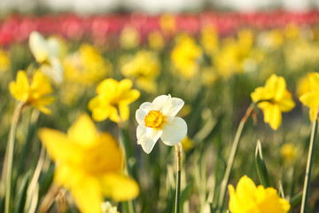Fototapeta premium Field with fresh beautiful narcissus flowers on sunny day, selective focus