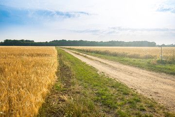 Naklejka premium Empty countryside road through fields with wheat