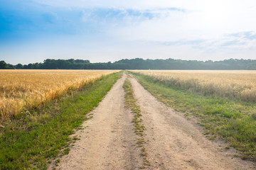 Fototapeta na wymiar Empty countryside road through fields with wheat