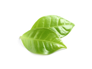 Fresh green coffee leaves isolated on white