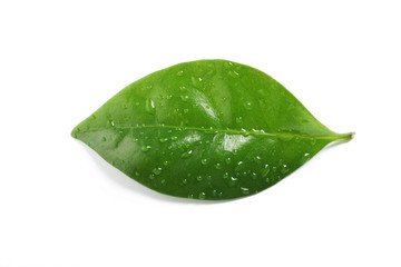 Fototapeta na wymiar Fresh green coffee leaf with water drops isolated on white