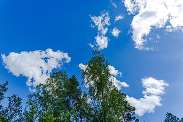 Fototapeta premium Beautiful view of green tops of high trees on blue sky and clouds background. Gorgeous nature backgrounds.