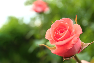 Beautiful blooming rose in garden, closeup view. Space for text