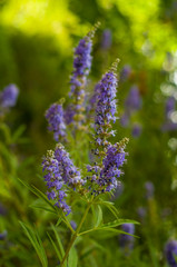 Vítex ágnus-cástus