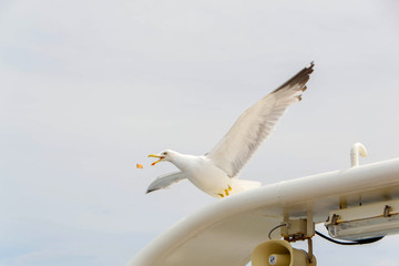 Seagull. View of the seagull from the ship
