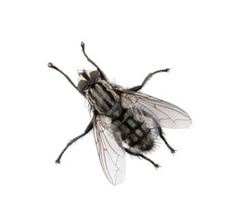 High angle view of a fly isolated on white background