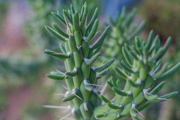 closeup of a plant