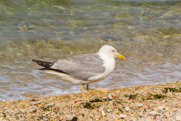 Seagull. View of the seagull from the ship