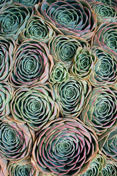 Close-up of colorful succulents shot from overhead