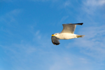 Seagull. View of the seagull from the ship