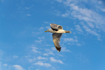 Seagull. View of the seagull from the ship