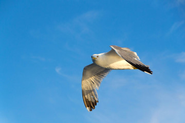 Seagull. View of the seagull from the ship