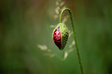 Red spring poppy bud