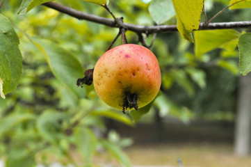 Macro apple on a green branch in the garden