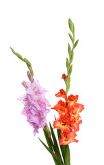 Beautiful color gladiolus flowers on white background