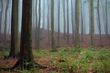 Obraz premium Misty morning in old beech forest