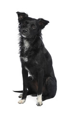 Cute long haired dog on white background