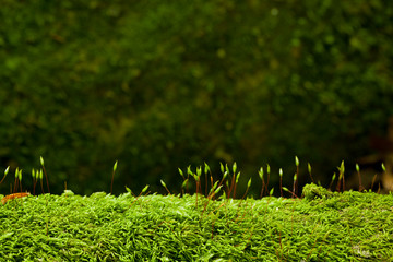 young fresh sprouts on a mossy tree bark with a blurred dark background