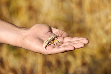 Farmer with wheat grains in field, closeup. Cereal farming