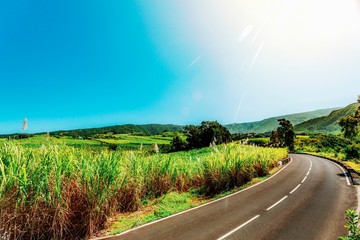 Fields of sugar cane in bloom in the southern highlands of Reunion Island crossed by a departmental road