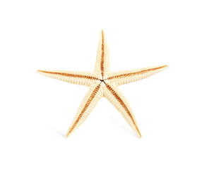 Fototapeta na wymiar Beautiful starfish on white background. Beach object