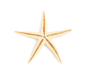 Fototapeta na wymiar Beautiful starfish on white background, top view. Beach object