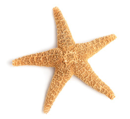 Beautiful starfish on white background, top view. Beach object