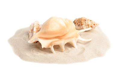 Obraz na płótnie Canvas Pile of beach sand with beautiful starfish and sea shells on white background