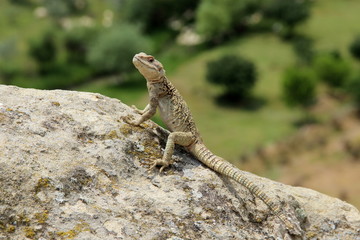 Naklejka na ściany i meble lizard on a rock