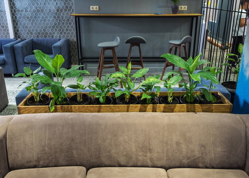 Potted plants in the lobby of the hotel Rosa Khutor