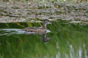 Wood Duck swimming on river