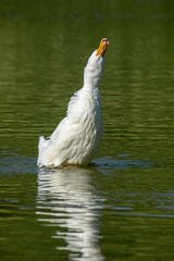 White pekin duck preening and washing feathers