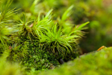 young fresh sprouts on a mossy tree bark with a blurred dark background