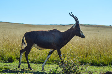 Portrait of a common Tsessebe (Damaliscus lunatus) antelope in Johannesburg game reserve South Africa
