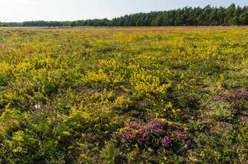 Blossom field in yellow and purple colors