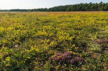 Obraz premium Blossom field in yellow and purple colors
